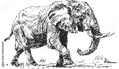 detailed black and white elephant illustration walking with trunk raised in natural habitat