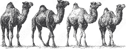 Four camels walking in a row with shadows, detailed black and white illustration