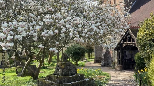 4K Video -Spring. Daffodils and blossom in an English Country churchyard on a bright sunny day. No peope in picture. 