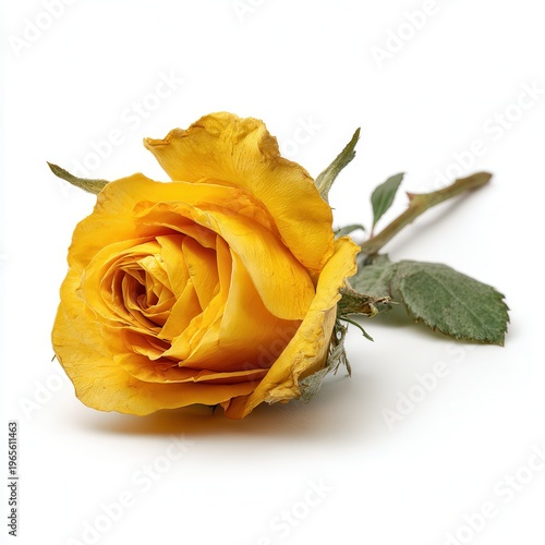 Yellow rose flower isolated on white background, single cut rose blossom with green leaves, romantic floral still life