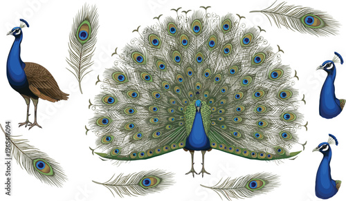 Elegant peacock set featuring bird with fanned tail feathers head portraits and individual plumage flat vector illustration