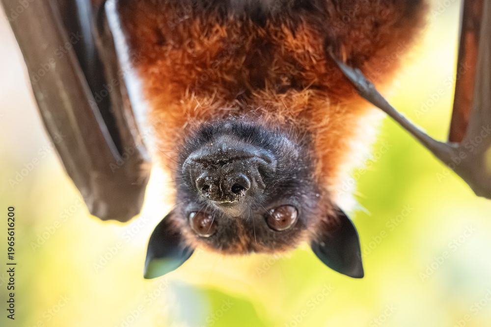 Fototapeta premium Flying fox bat hanging upside down, looking directly at the viewer with big eyes during daytime. Wildlife mammal in nature
