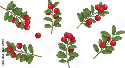 Lingonberry or cranberry botanical set featuring red berries on green leaf sprigs flat vector illustration