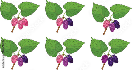 Mulberry branch set with ripening berries from pink to purple and green leaves flat vector botanical illustration