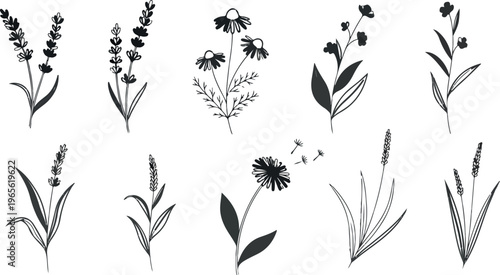 Minimalist black floral silhouettes, collection of 10 botanical line art illustrations, hand drawn wildflower and lavender vector elements