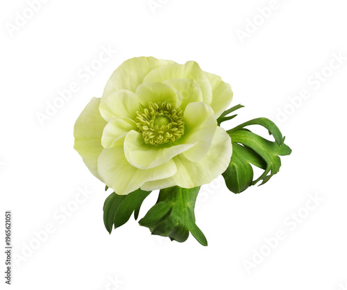 Rosette of green anemone flower isolated on white or transparent background. Top view.