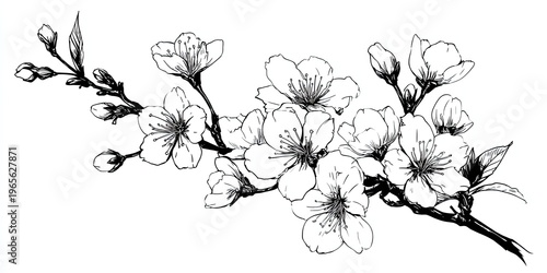 Delicate sketch of cherry blossom branch. Blossoms, buds, and leaves detailed in monochrome