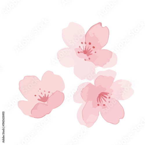 Watercolor-style lovely cherry blossom flowers, sakura spring botanical illustration, pink and white／水彩　桜