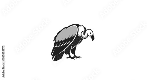 Black Vulture Bird Standing Alone.