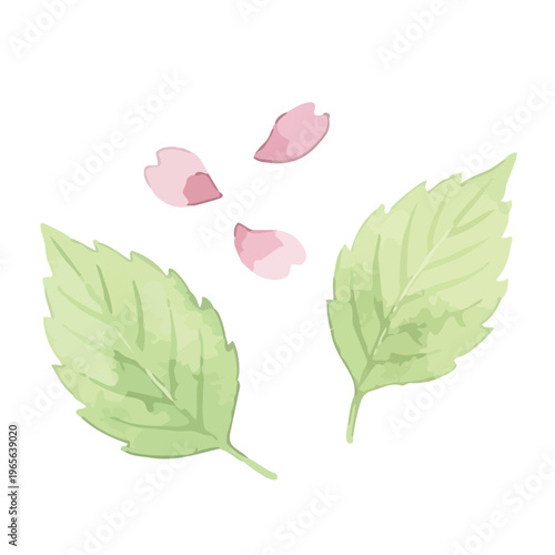 Watercolor-style lovely cherry blossom flowers, sakura spring botanical illustration, pink and white／水彩　桜