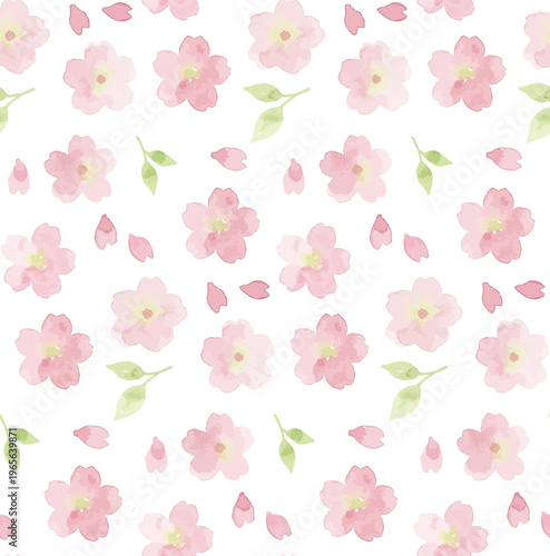 Watercolor-style lovely cherry blossom flowers, sakura spring botanical illustration, pink and white／水彩　桜