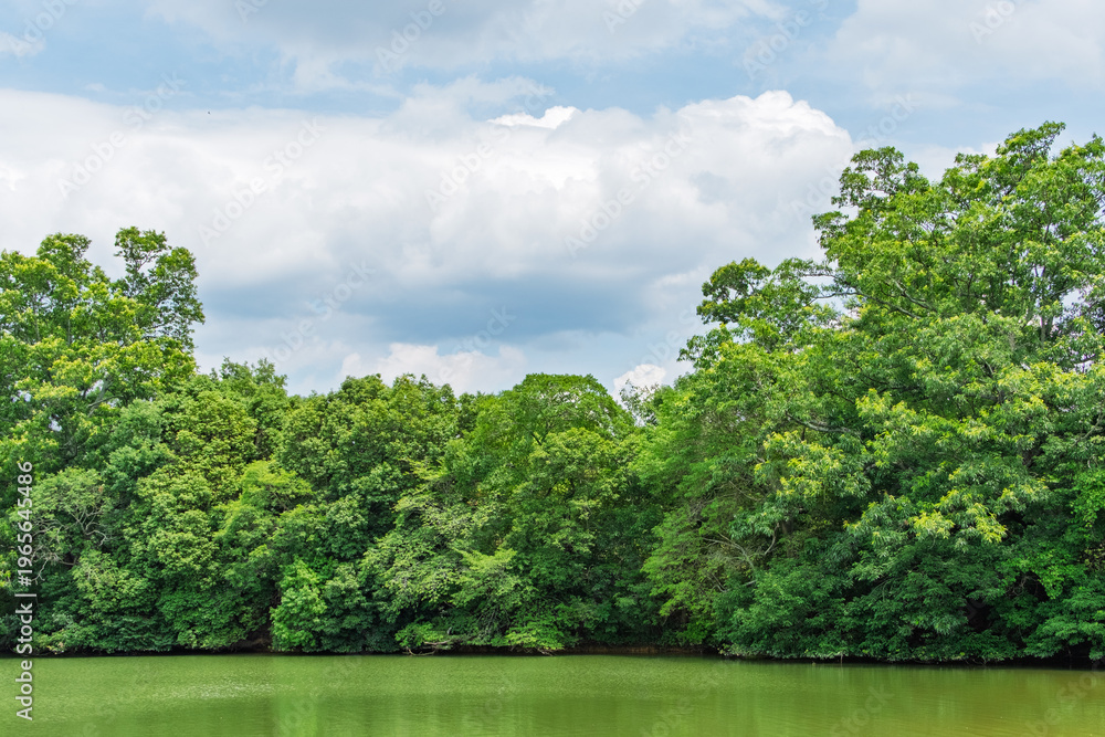 Fototapeta premium Beautiful Japanese landscape featuring lush green trees reflecting on a calm pond under a blue sky with white clouds in summer