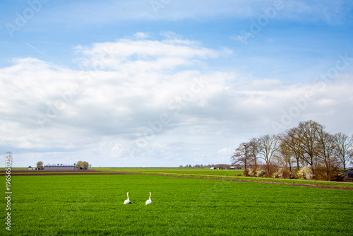 two white swans near farm barn in open landscape of flevoland in the netherlands under blue sky in spring