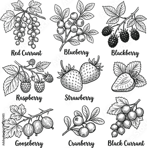 Hand-drawn illustrations of various berries on white background  