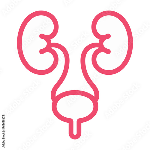 Vector of a red kidney and bladder anatomy