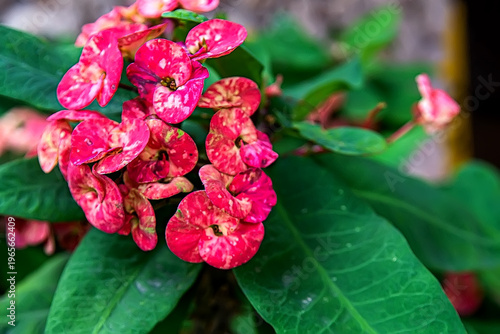 Canvastavla Euphorbia Milii Crown Of Thorns Pink
