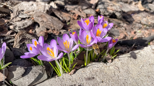 Fotografie Purple crocus vernus flowers blooming in spring garden with a honey bee pollinat
