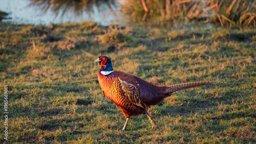 Male Pheasant walking at Druridge Pools, a Nature Reserve close to the Northumberland coast, a former opencast mine, now a popular reserve with wildfowl and waders in the wetland