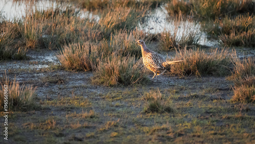 Female Pheasant walking at Druridge Pools, a Nature Reserve close to the Northumberland coast, a former opencast mine, now a popular reserve with wildfowl and waders in the wetland