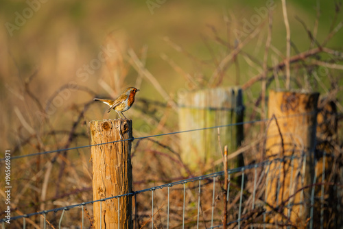 Robin perched on fence post near Druridge Pools, a Nature Reserve close to the Northumberland coast, a former opencast mine, now a popular reserve with wildfowl and waders in the wetlands
