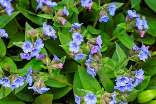 Cobalt blue pulmonaria flowers blooming in the spring garden.
