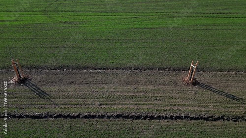 young trees in landscape. planted in row along path or field edge. protected by wooden structure with stakes, support protect it from wildlife or damage from machinery. Landscape windbreak, increases 