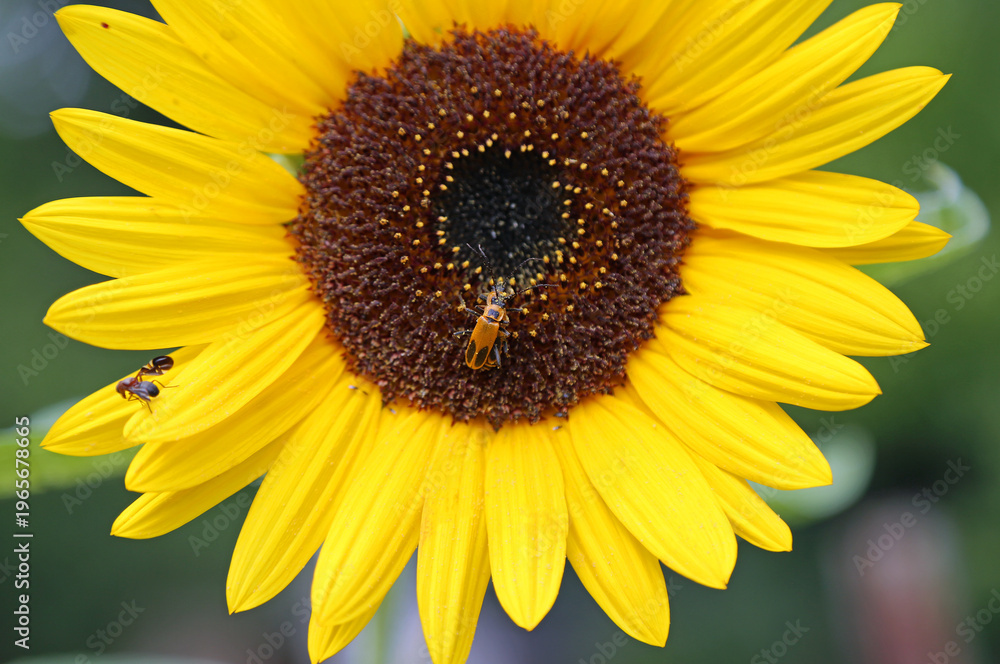 Obraz premium Sunflower with insects close up