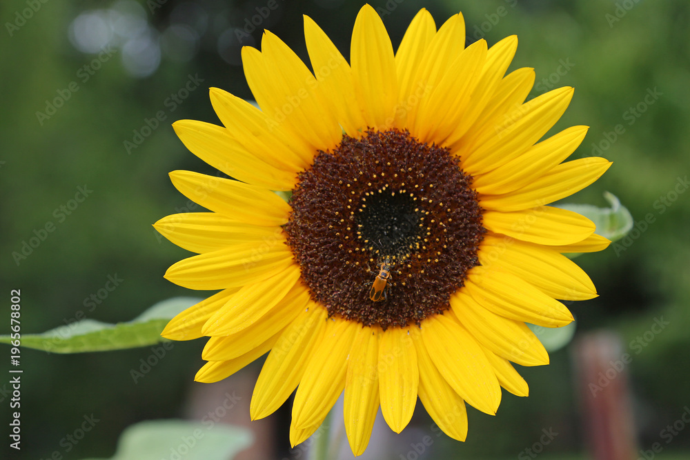 Fototapeta premium Sunflower with insect