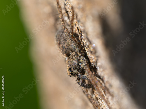 Photography A Wolf Spider Waiting for its Prey on a Log