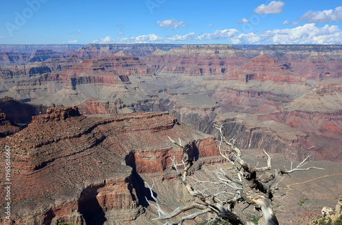 Grand Canyon and dry tree - Grand Canyon National Park, Arizona