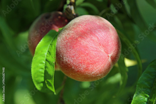 Fuzz-covered Peach