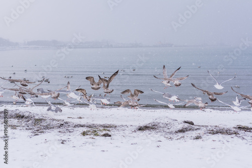 Beautiful winter landscape of a snow-covered beach and harbor at the Baltic Sea in Eckernförde