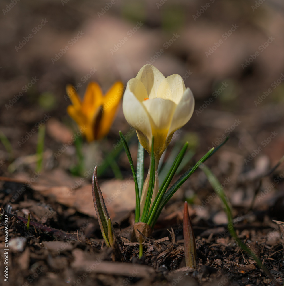 Obraz premium yellow crocus flower