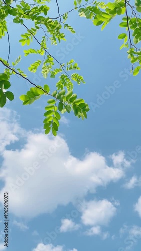 green leaves against blue sky