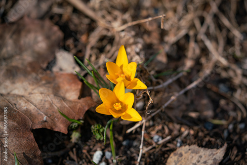 yellow crocus flower
