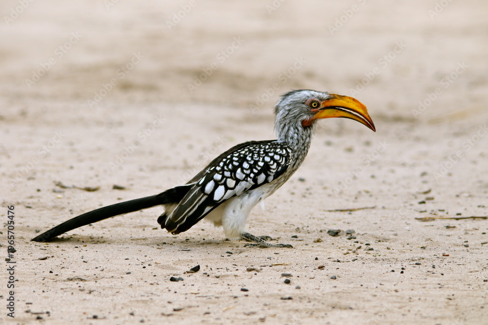Fototapeta premium Yellow billed hornbill standing on ground Kalahari Southern Africa 