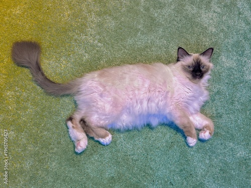 Quadro em tela Fluffy blue-eyed cat lying relaxed on turquoise carpet