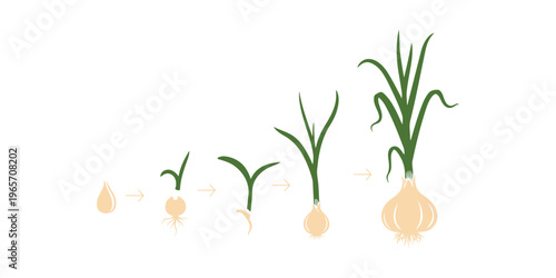 The garlic growth cycle. Various colors depicting the development of bulb plants. An infographic about growing seedlings from seeds.