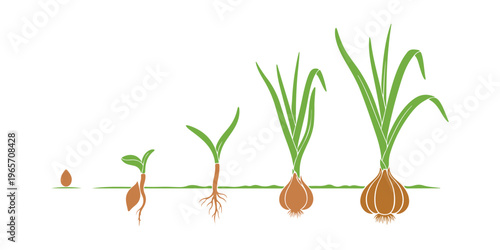 The growth cycle of garlic. A colorful display of the development phases of bulb plants. An infographic on how to grow seedlings from seeds.