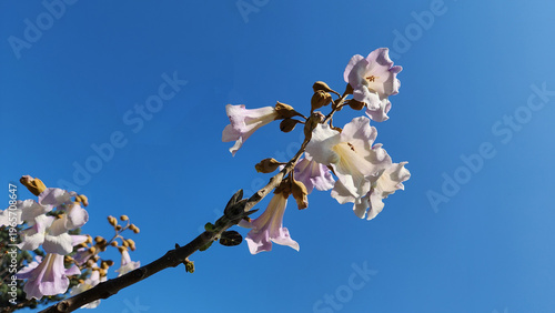 Isolated spring flowers of Empress or Princess Tree (Paulownia tomentosa), a fast-growing tree featuring large heart-shaped leaves and producing fragrant purple, tubular flower clusters in late spring