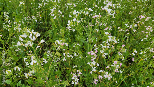 Radish (raphanus sativus) plants flowering in a farming field in April
