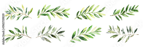 PNG Watercolor olive branch illustrations element set on transparent background