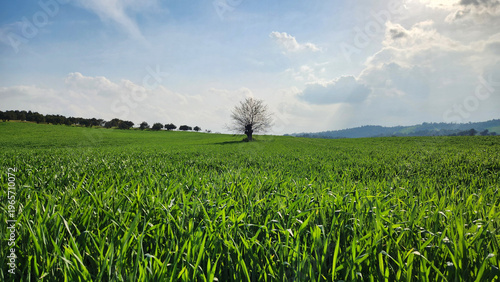 A wheat field in the Mediterranean nature nearing the heading stage on a rainy day in early April