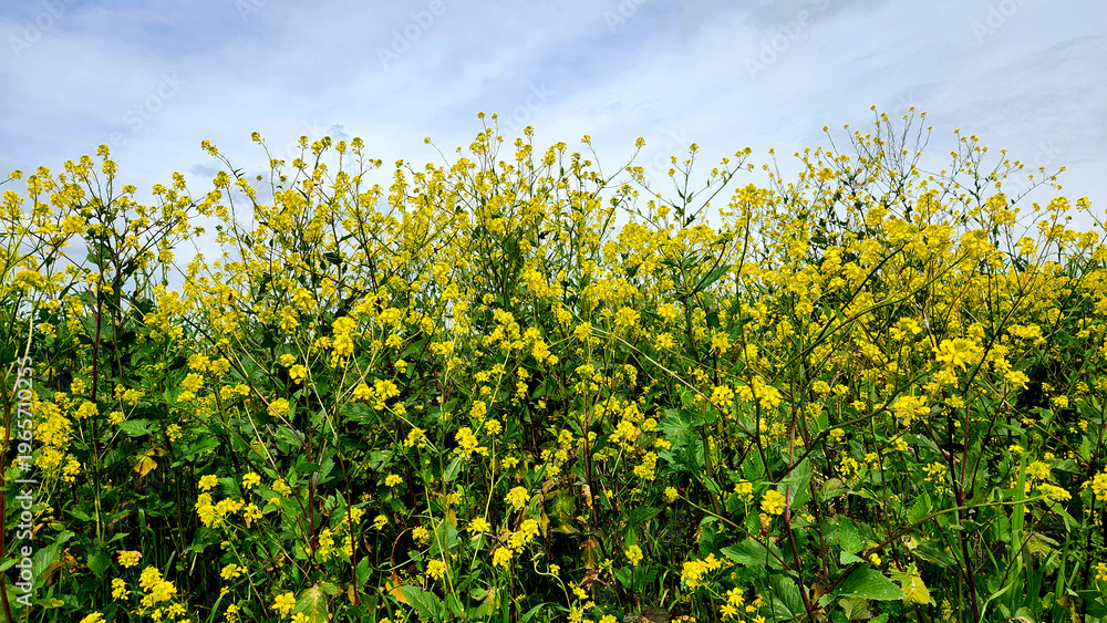 Obraz premium Sinapis arvensis (wild mustard, charlock), an annual herb with their vibrant yellow blooms that blanket landscapes during the spring season