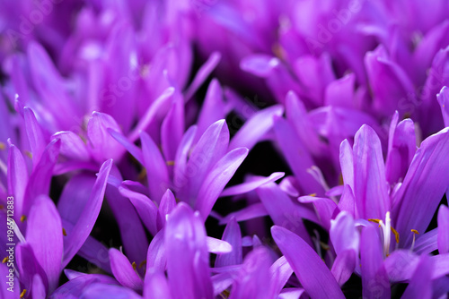 purple crocus flower