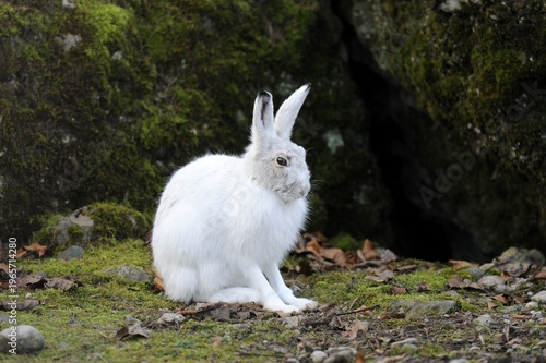 Alpine Hare (Lepus timidus varronis) in its winter pelage