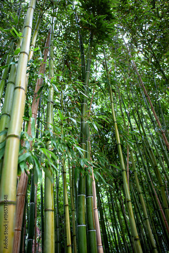 A jungle in an Asian-inspired park