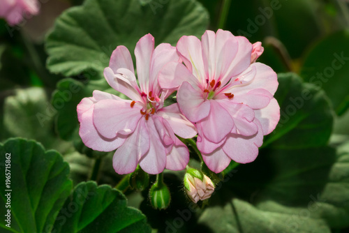 A cultivar of pelargonium, of the family Geraniaceae.