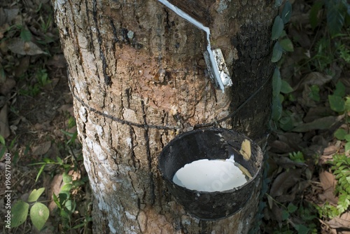 Incised Rubber Tree (Hevea brasiliensis) with collecting vessel, natural rubber production on a plantation, Peermade, Kerala, India