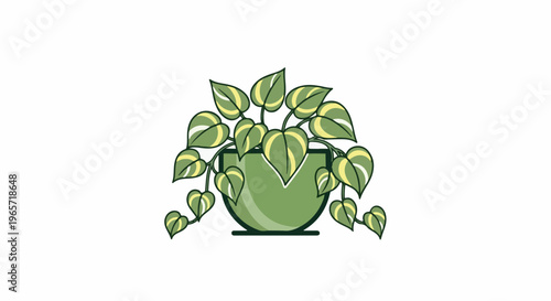 Potted plant with heart-shaped variegated leaves on a white background